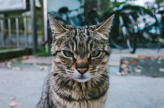 Dry January Series Pt 2: Emotions and Liver Health